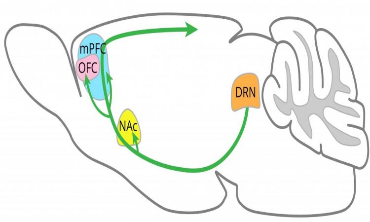 Regions of brain where serotonin promotes patience identified