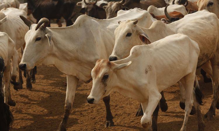 Cow-Shed