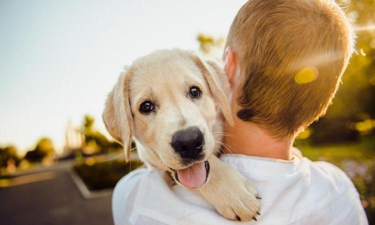 Pets played lifesaving role during Covid pandemic: Study