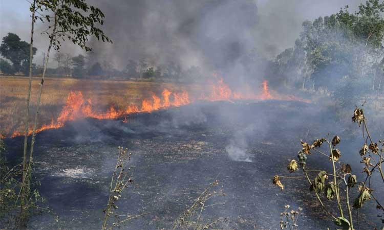 Stubble-Burning