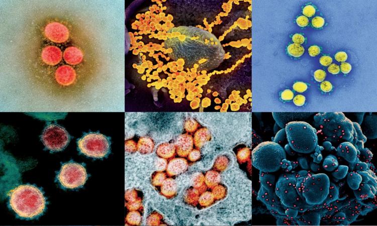 10 things you don't know about viruses