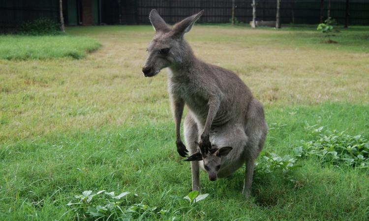 Kangaroo