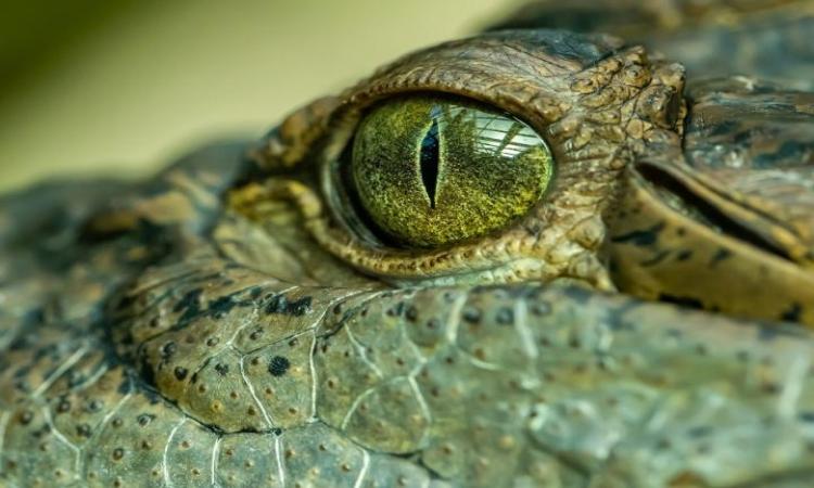 Massive swamp king prehistoric crocodile identified in Australia