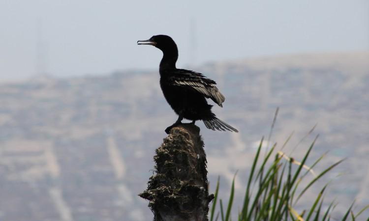 Wildlife-Bird