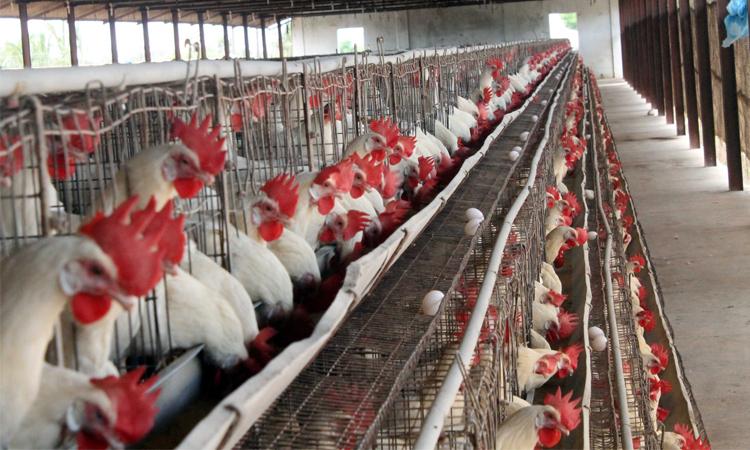 Poultry-farm