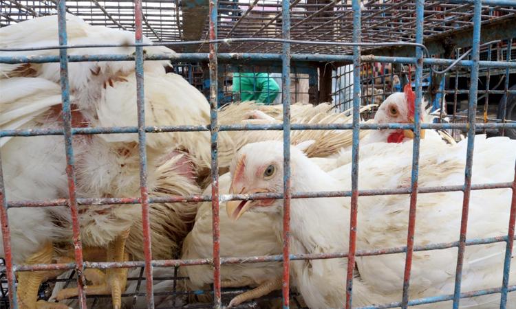 Ghazipur-Poultry-Farm