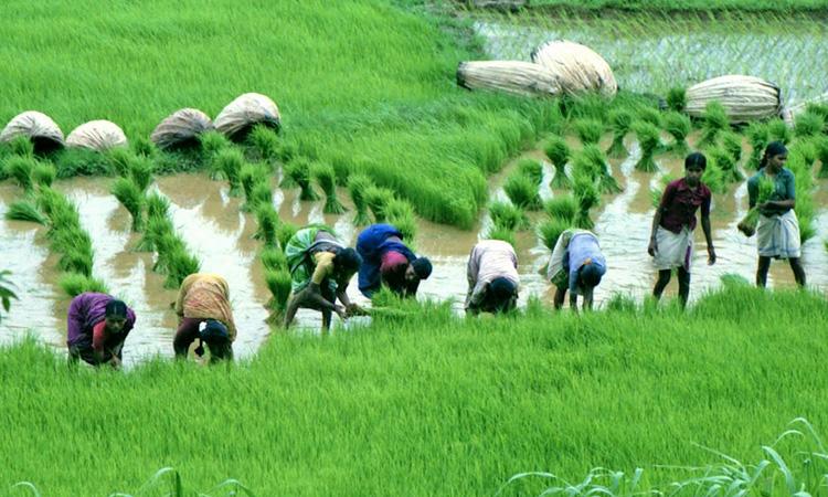 Govt may announce farm loan waiver scheme in Budget