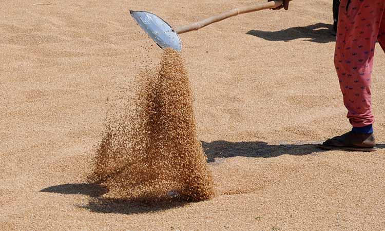 Uttar Pradesh-Chief Minister-Yogi Adityanath-Wheat-MSP-Farmers