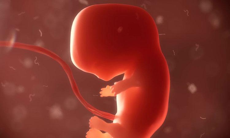 First human monkey embryo, First human monkey embryo developed in china, First human monkey embryo named