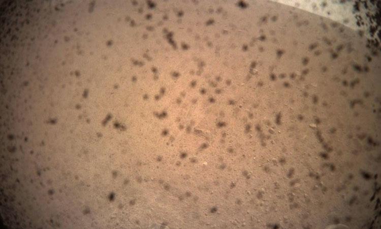 Mars-Martian-Subsurface-microbial life