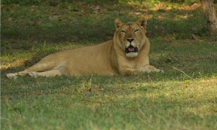 Covid 19, Tamil Nadu, Animal covid 19, Animal tests covid positive, 1 lioness dead, 9 test positive for Covid in Tamil Nadu's Vandalur Zoo