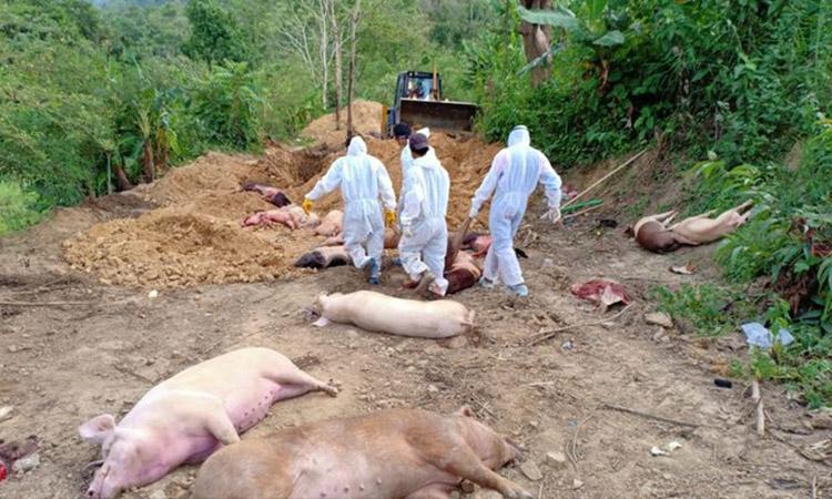 pigs, pigs dead, Over 5,000 pigs die of African Swine Fever in Mizoram, African Swine fever, Mizoram