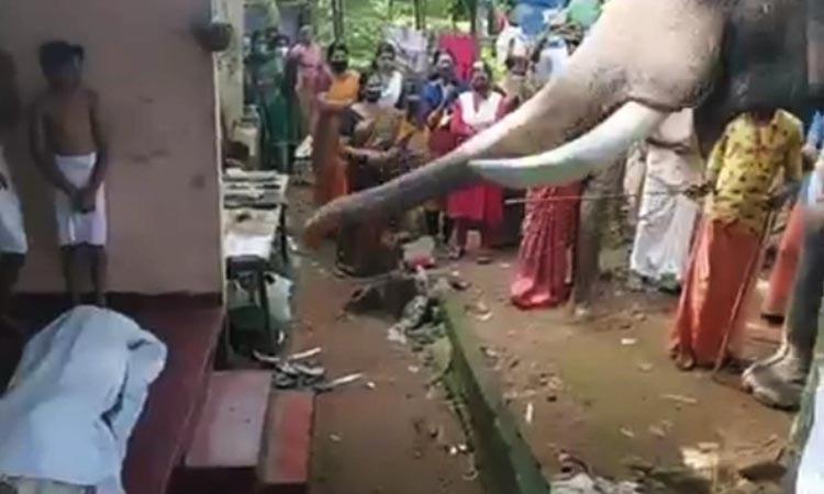 Video of elephant bidding farewell to dead Kerala Mahout goes viral