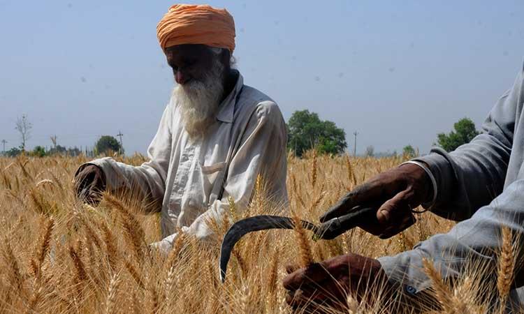 12.12% more wheat procured this year so far: Centre