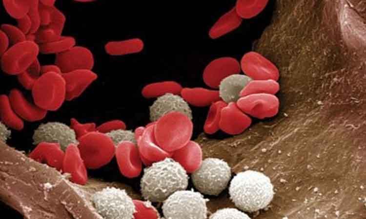 Covid-19 infection significantly changes our blood cells: Study