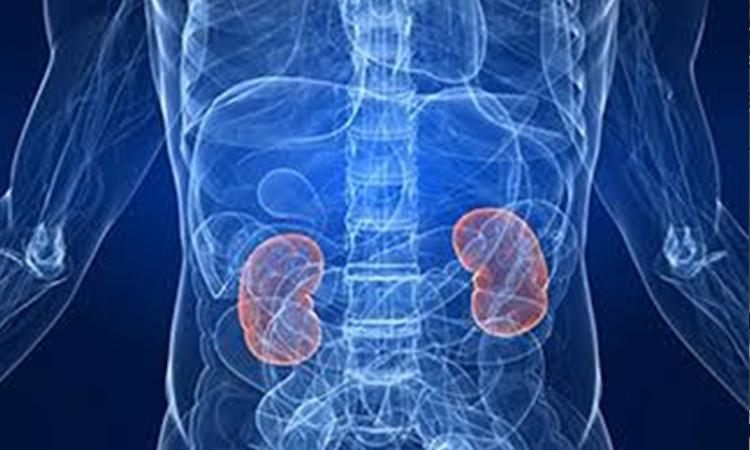 Covid 19, Covid 19 effect, Covid effect on body, Covid-hit people must keep kidney health in check: Experts