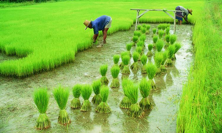 Agriculture