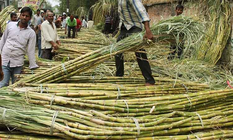 People-Sugarcane-market