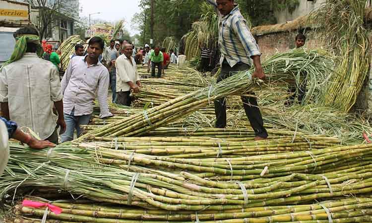 People-sugarcane-market