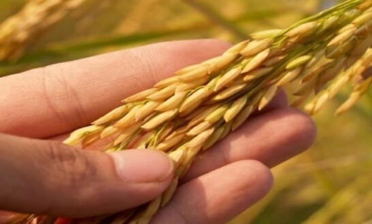 Food-Grains