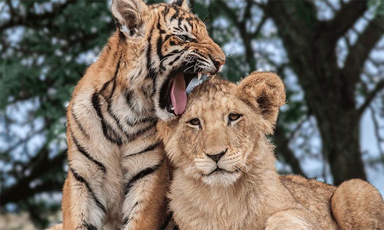 Lion-tiger