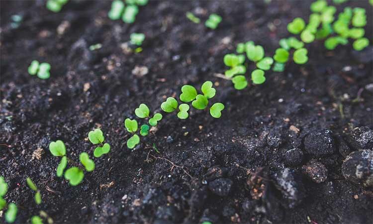 Organic-Fertiliser