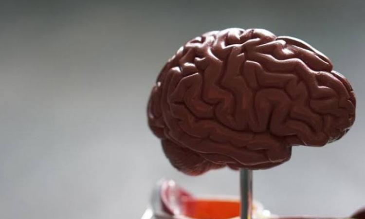 Brain (Representational photo)