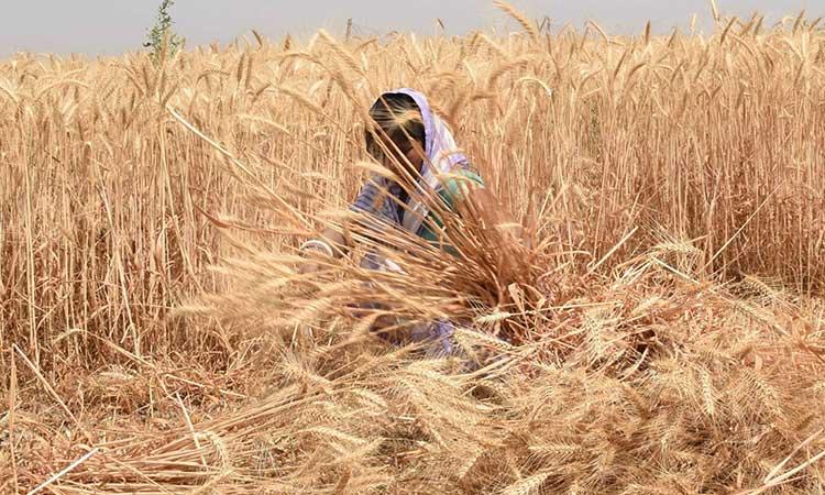 farmer-harvest-wheat