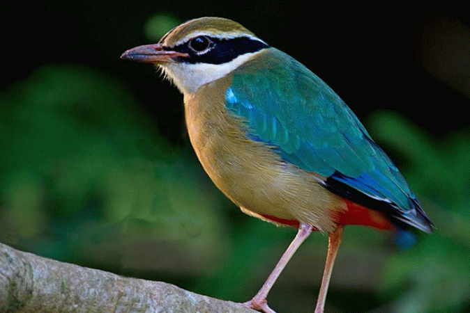 Migratory-Birds