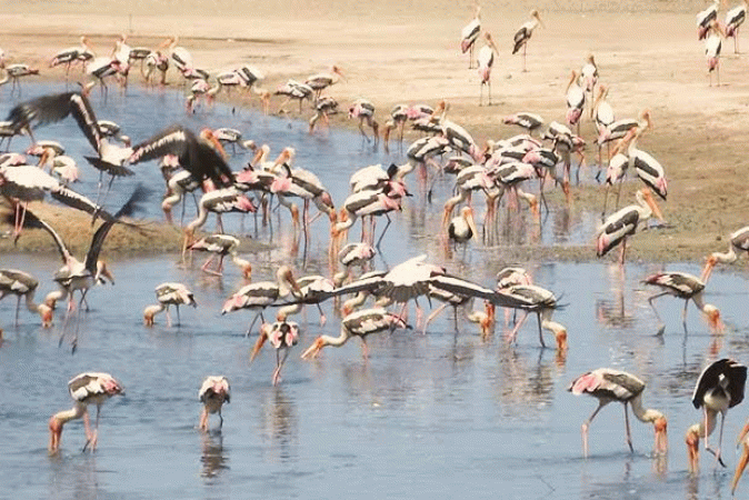 Flamingo-Tamil-Nadu