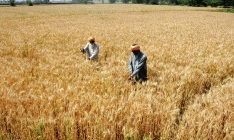 Indian-wheat-shipment-for-Kabul-via-Pakistan