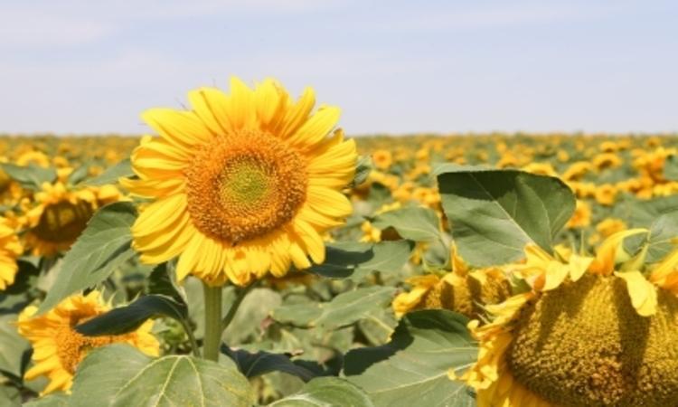 Sunflower-field