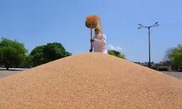 Wheat