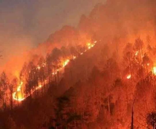 Forest-fire