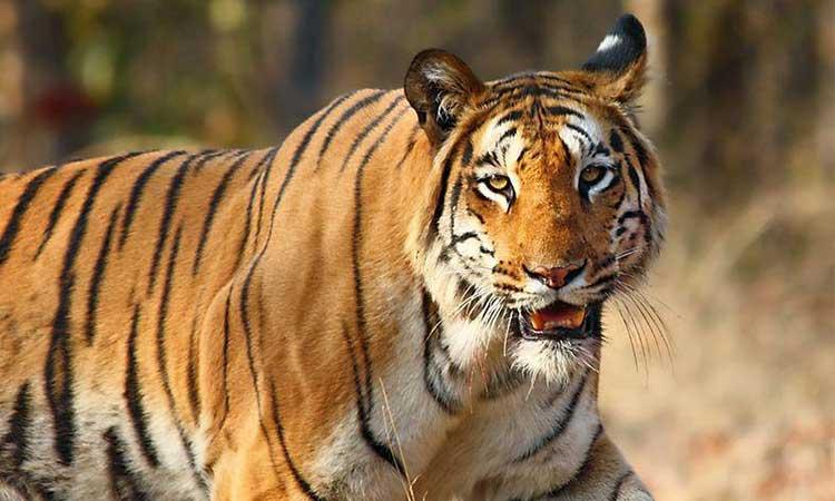 India-lost-39-tigers-so-far-this-year-MP-tops-with-14-deaths