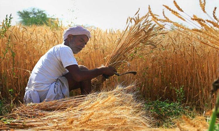 Wheat-procurement-under-MSP-likely-to-be-lowest-in-last-12 years