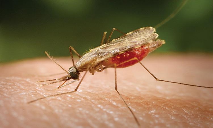 WHO-calls-for-continued-innovation-to-fight-malaria