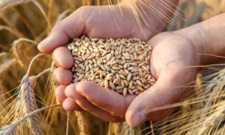 wheat-flour-bread-prices