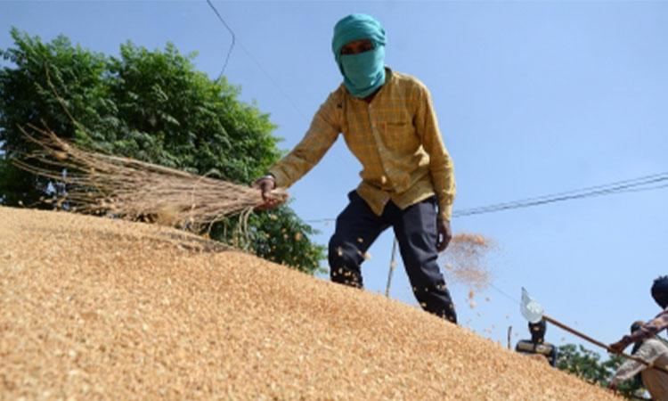 The-Central-government-has-placed-a-ban-on-wheat-export