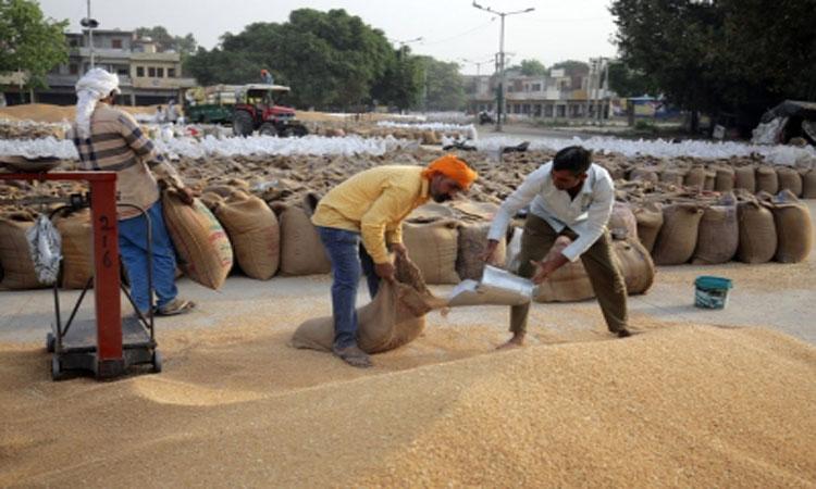 wheat-procurement