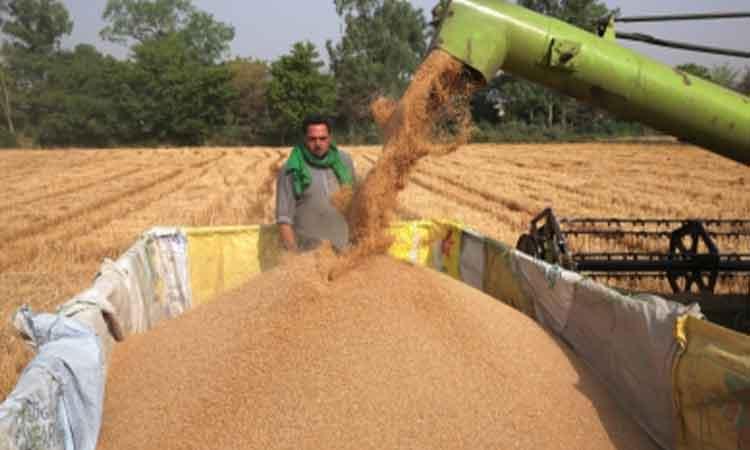 India-export-ban-shakes-global-wheat-prices