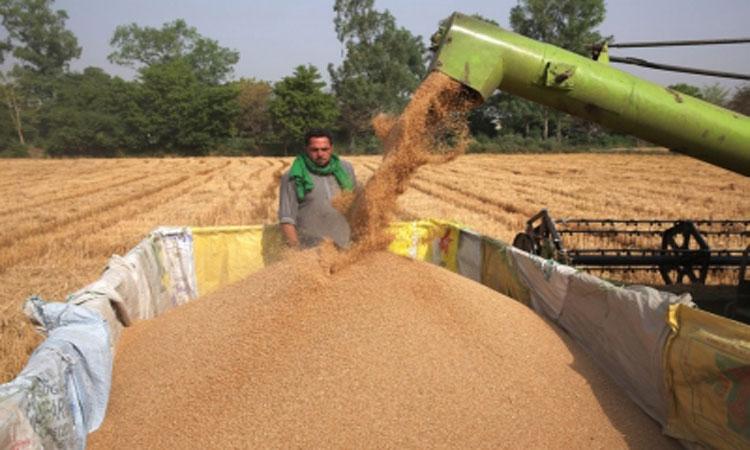 Centre-wheat-ban-order