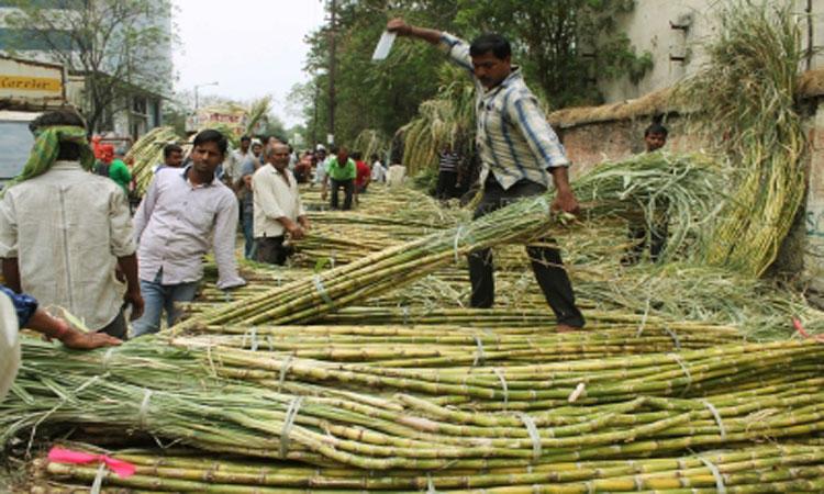 India-second-largest-exporter-sugar