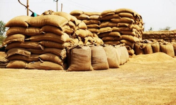 Wheat-Procurement