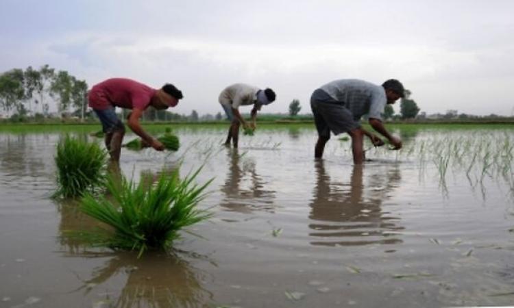 Rice-cultivation-India