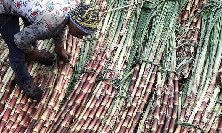 Sugarcane-Farmer