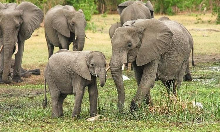Five-India-Elephant-Population