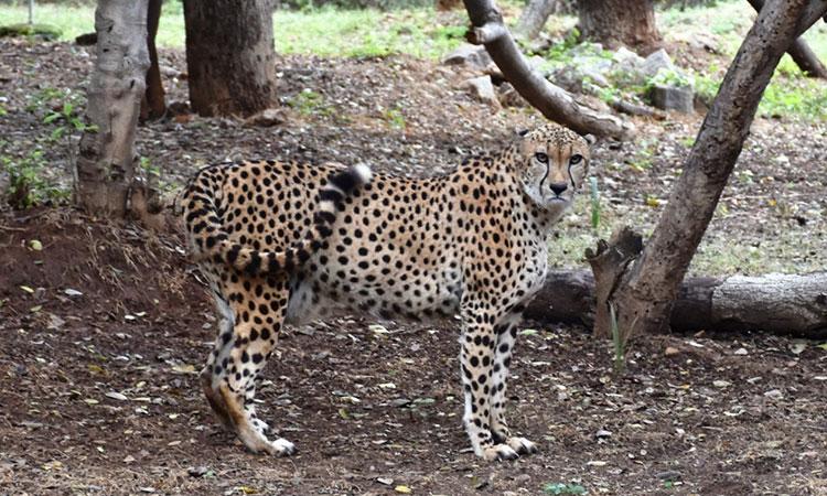 Cheetahs-Madhya-Pradesh