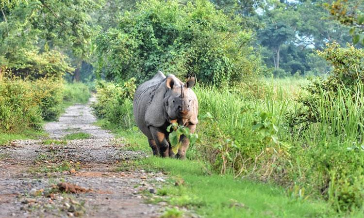 Assam-Rhino