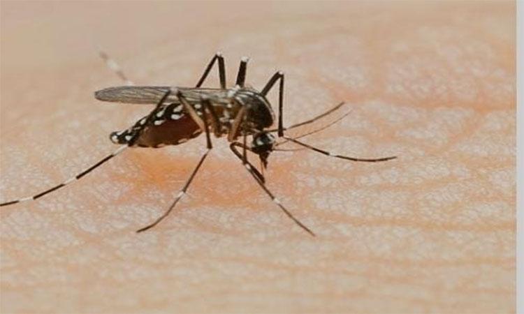 dengue-malaria-and-chikungunya